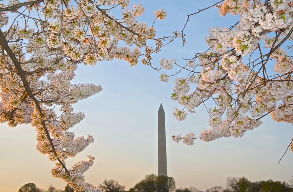 dc cherry blossoms1n 1024x672 - Washington Cherry Blossoms in Full Bloom Framing the Jefferson Memorial