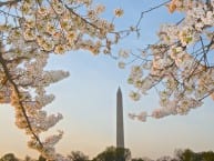 dc_cherry-blossoms1n dc_cherry-blossoms1n