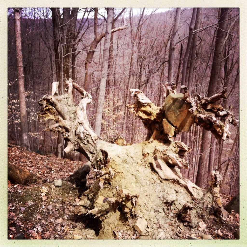 photo 11 1024x1024 - Spring Comes to Patapsco Valley State Park