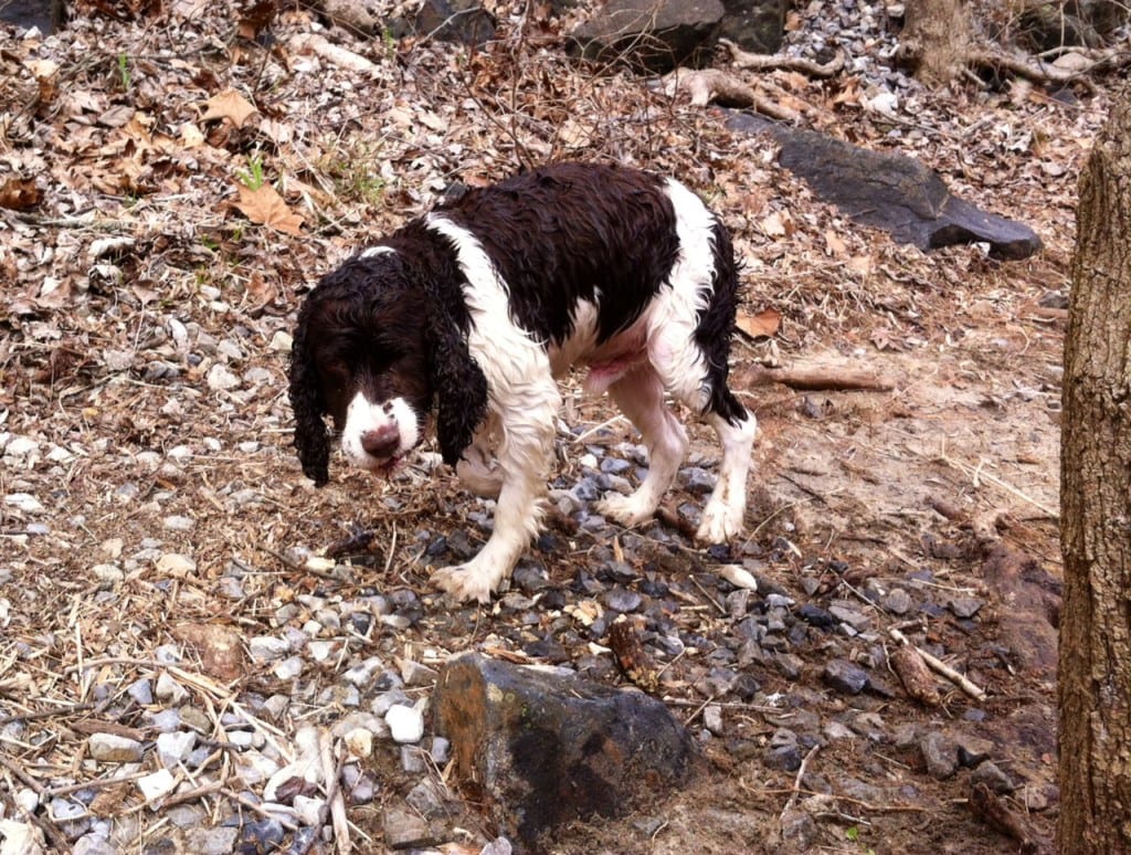 photo 12 1024x774 - Spring Comes to Patapsco Valley State Park