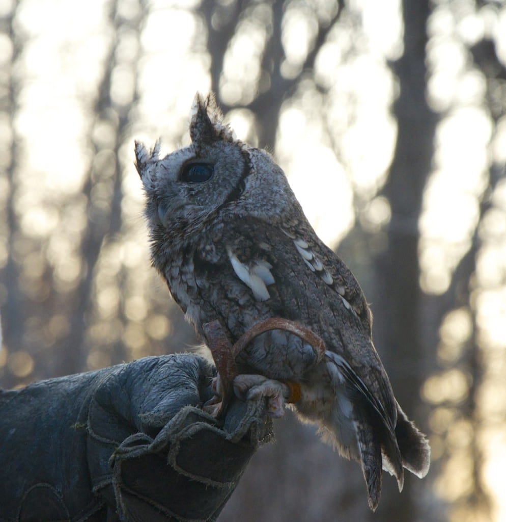 screech owl1b 994x1024 - Spring Comes to Patapsco Valley State Park