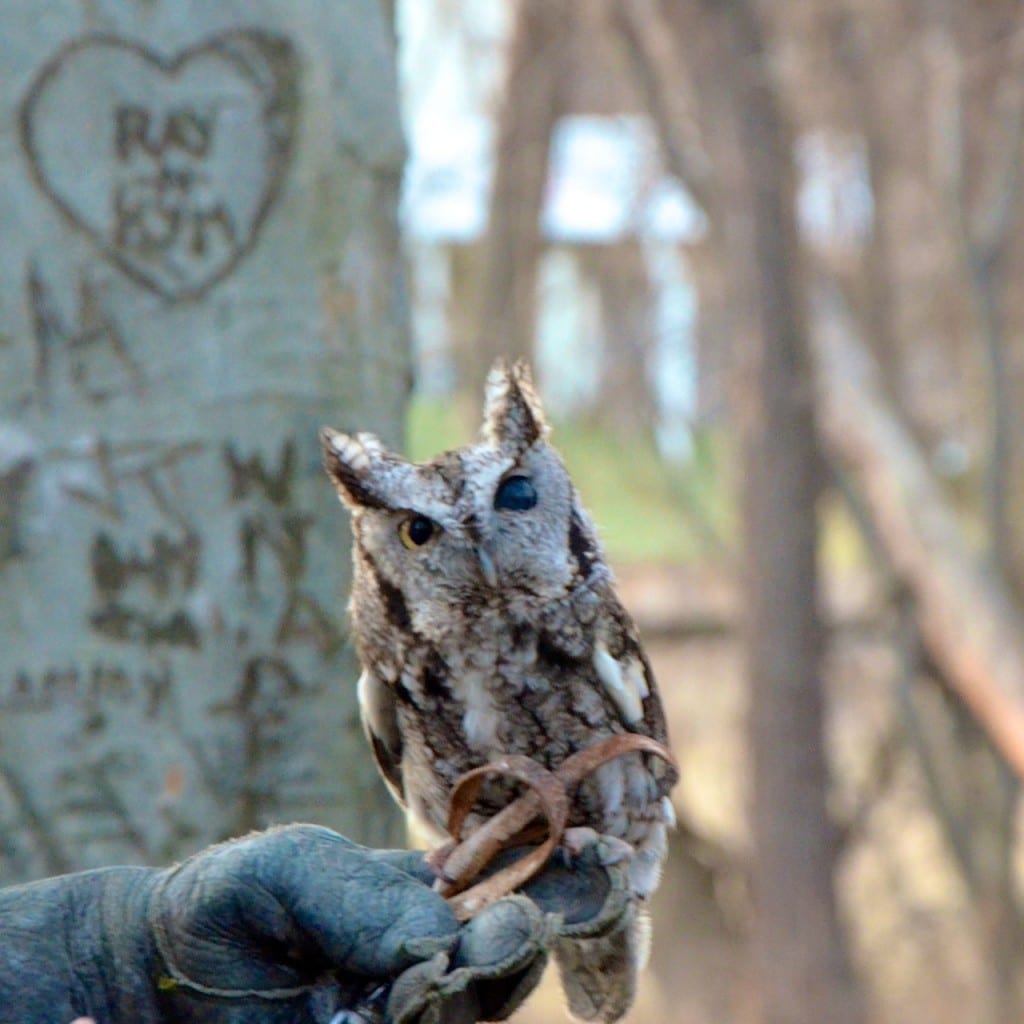 screech owl1c 1024x1024 - Spring Comes to Patapsco Valley State Park