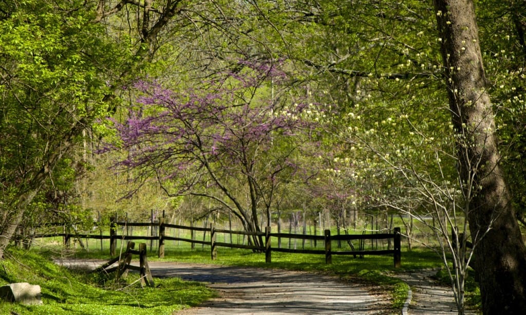 Avalon blooming1 1024x613 - Patapsco Valley State Park: An Urban Oasis