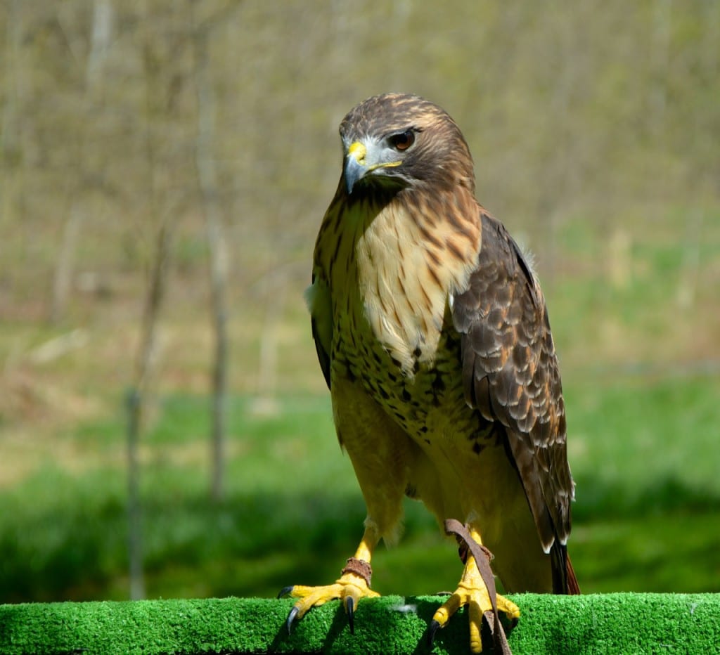 Avalon hawk1 1024x932 - Patapsco Valley State Park: An Urban Oasis