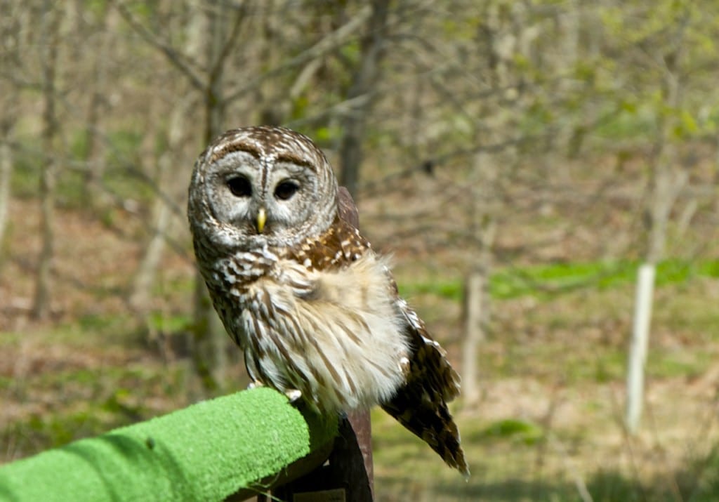 Avalon owl1 1024x715 - Patapsco Valley State Park: An Urban Oasis