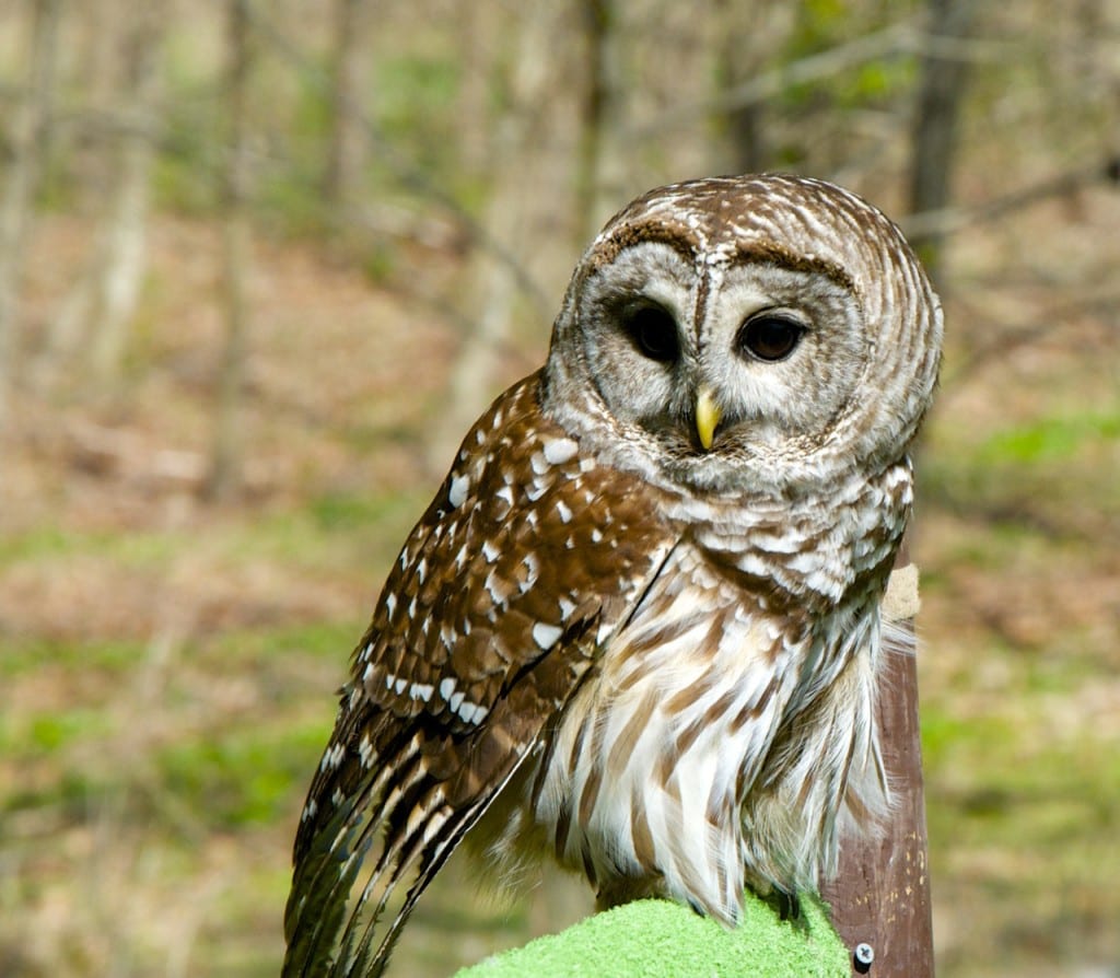 Avalon owl1b 1024x894 - Patapsco Valley State Park: An Urban Oasis