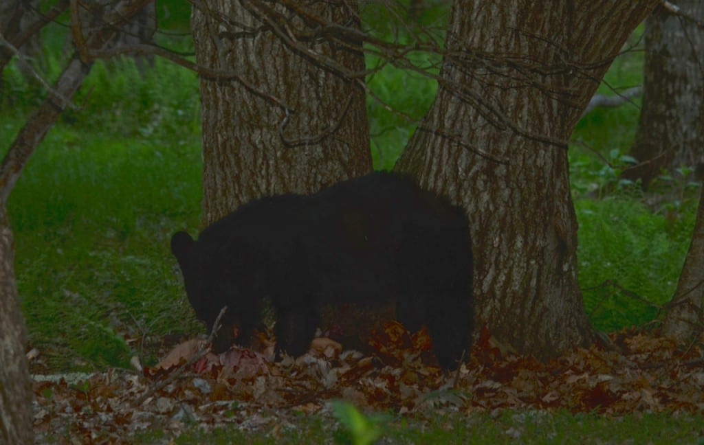 BigMeadows bear fawn1 1024x648 - Yearling Bear Named 'Boo Boo' Chooses Awkward Glade at Big Meadows in Shenandoah National Park