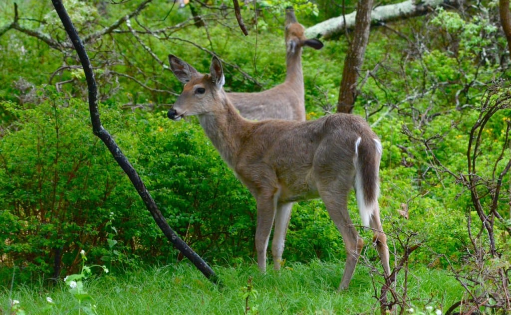 An Awesome Responsibility: Respect and Protect Shenandoah BigMeadows deer1a 1024x632 - An Awesome Responsibility: Respect and Protect Shenandoah