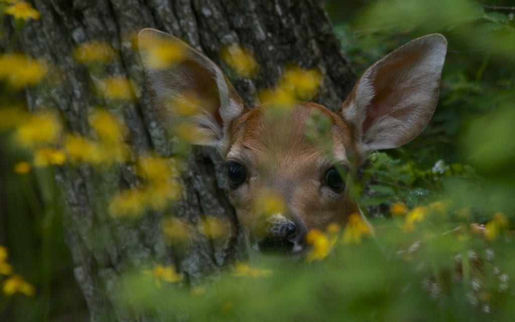 BigMeadows doe1c1 1024x640 - Oh Shenandoah in Spring: How the Fawns Escape the Bears