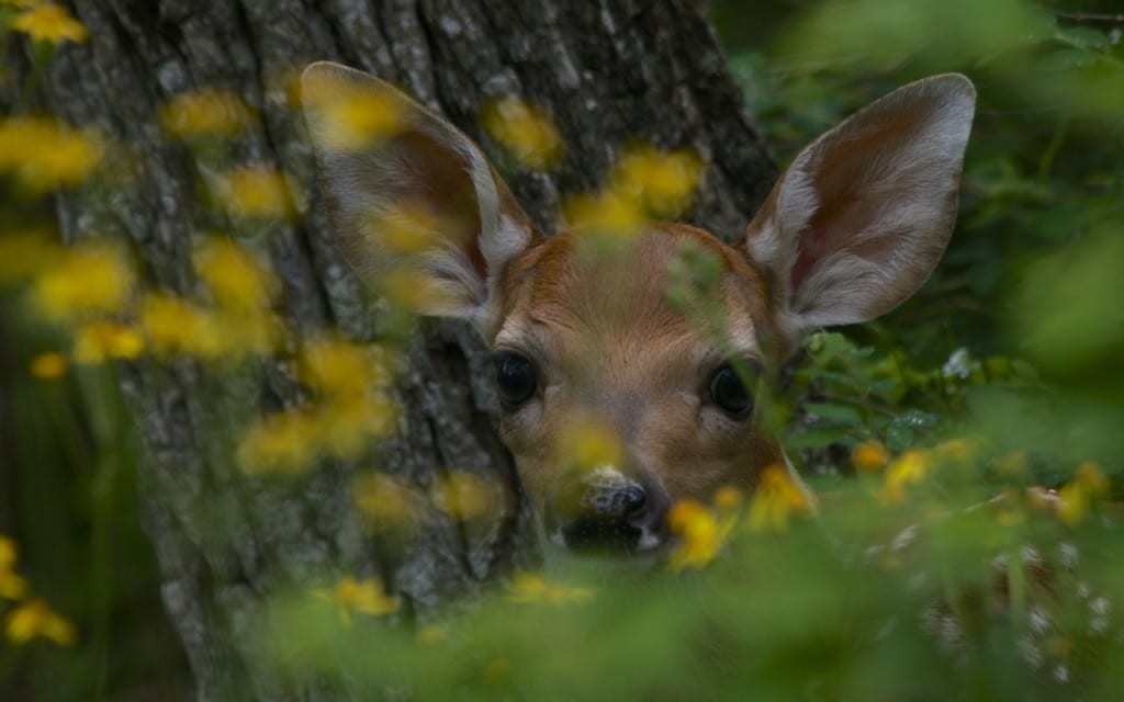 BigMeadows doe1c1 1024x640 - Government Shutdown Continues, America's Best Idea at Risk