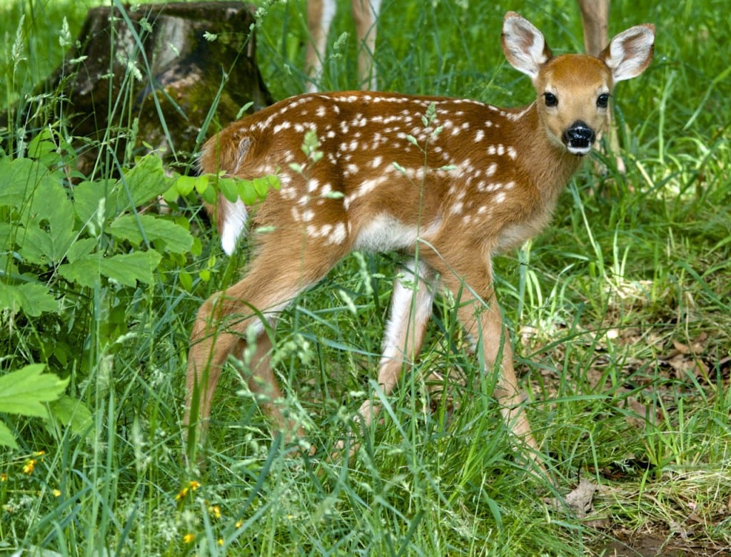 BigMeadows fawn feed1b 1024x781 - Oh Shenandoah in Spring: How the Fawns Escape the Bears