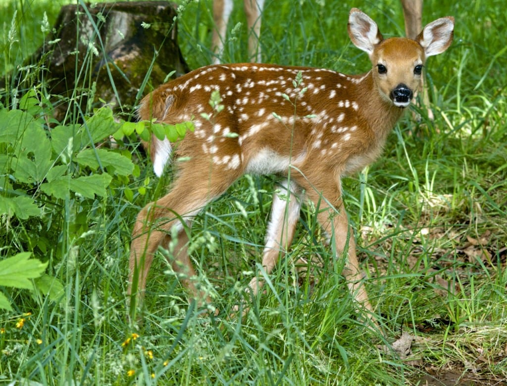 BigMeadows fawn feed1b 1024x781 - Ranger Program: Welcome to Washington