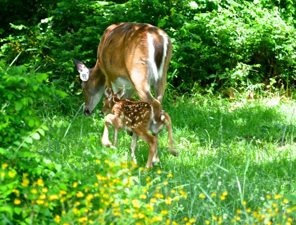BigMeadows fawn feed1c 1024x778 - Oh Shenandoah in Spring: How the Fawns Escape the Bears