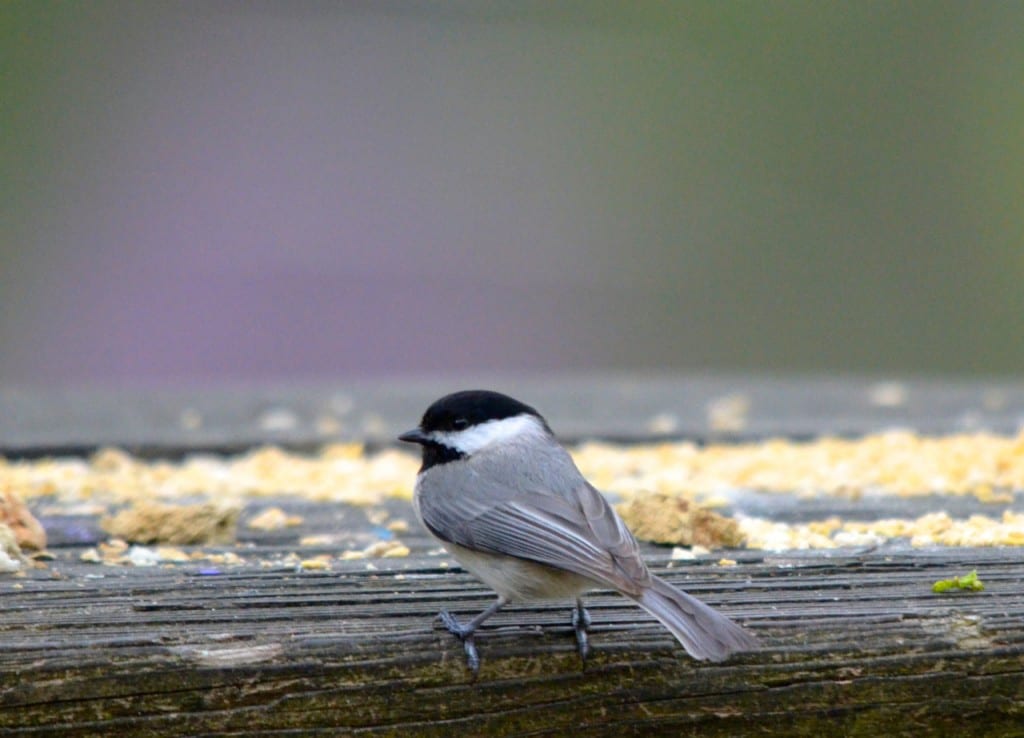 Chickadee1 1024x738 - Patapsco Valley State Park: An Urban Oasis