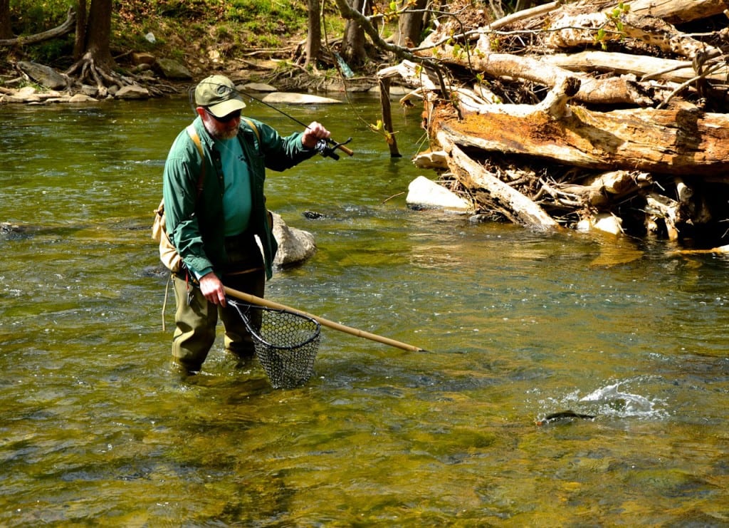 Daniels Dam trout1 1024x741 - Plans Move Forward for Removing Bloede's Dam from the Patapsco River