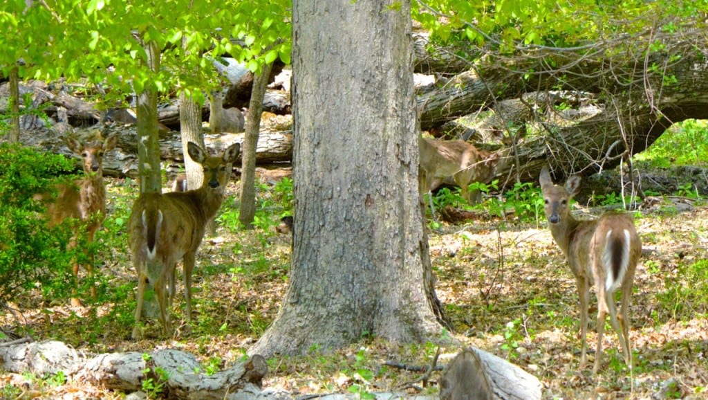 Patapsco deer123a 1024x578 - Full Corn Planting Moon in Maryland