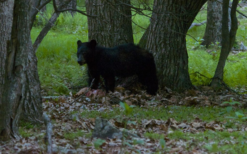 Shenandoah Black Bear1b 1024x638 - Yearling Bear Named 'Boo Boo' Chooses Awkward Glade at Big Meadows in Shenandoah National Park