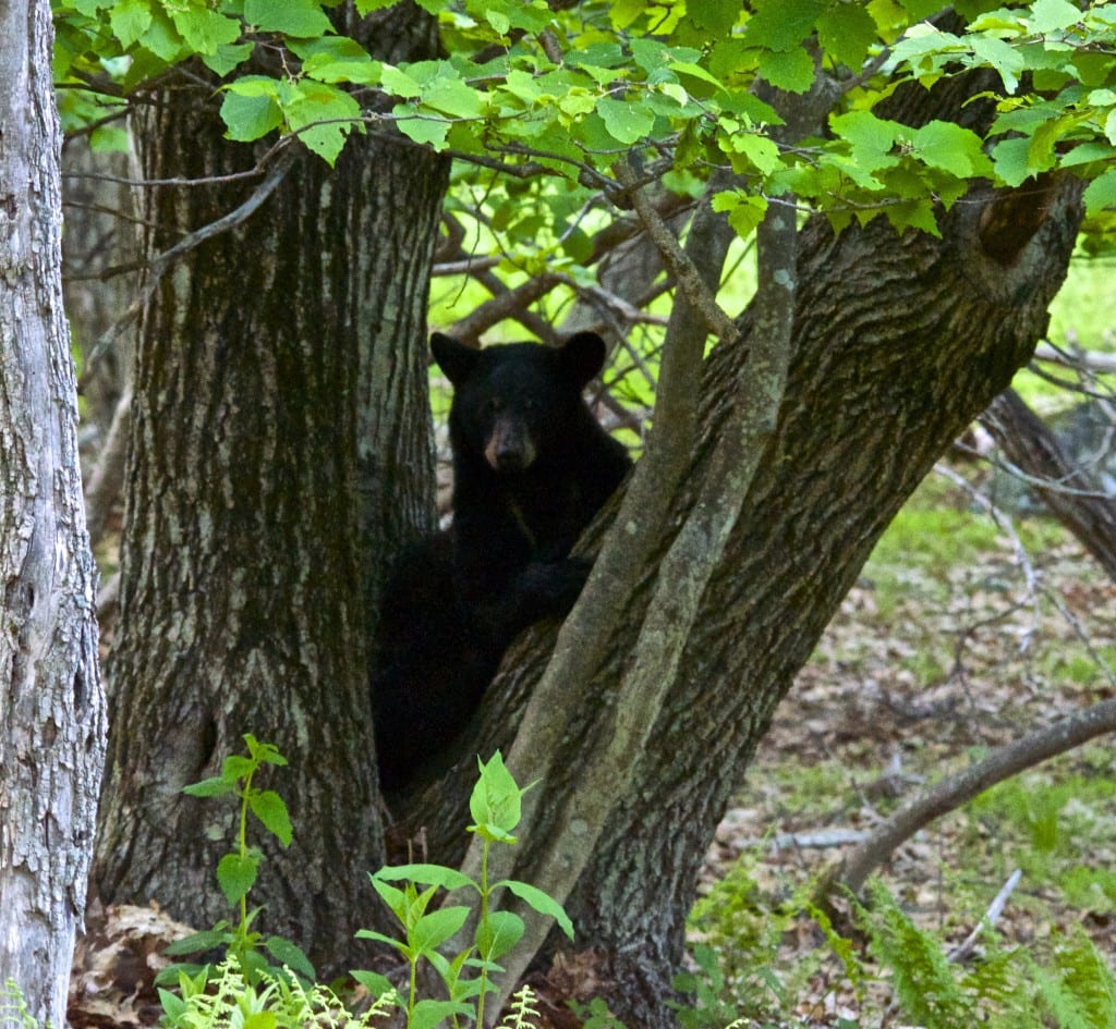 Shenandoah blackbear2a 1024x945 - Yearling Bear Named 'Boo Boo' Chooses Awkward Glade at Big Meadows in Shenandoah National Park