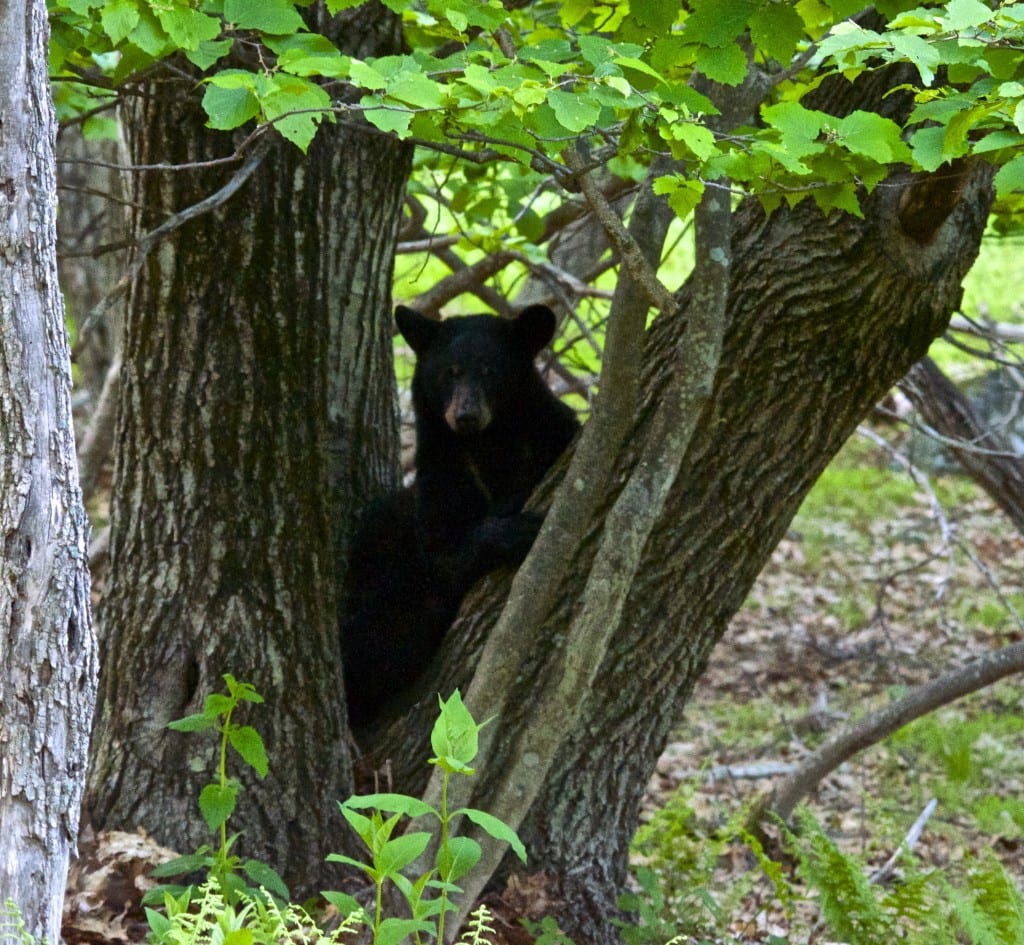 Shenandoah blackbear2a 1024x945 - National Park Week Celebrates the Outdoors and American Heritage