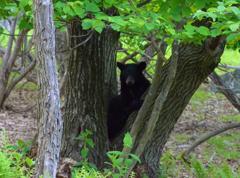 Shenandoah blackbear2b 1024x760 - Yearling Bear Named 'Boo Boo' Chooses Awkward Glade at Big Meadows in Shenandoah National Park