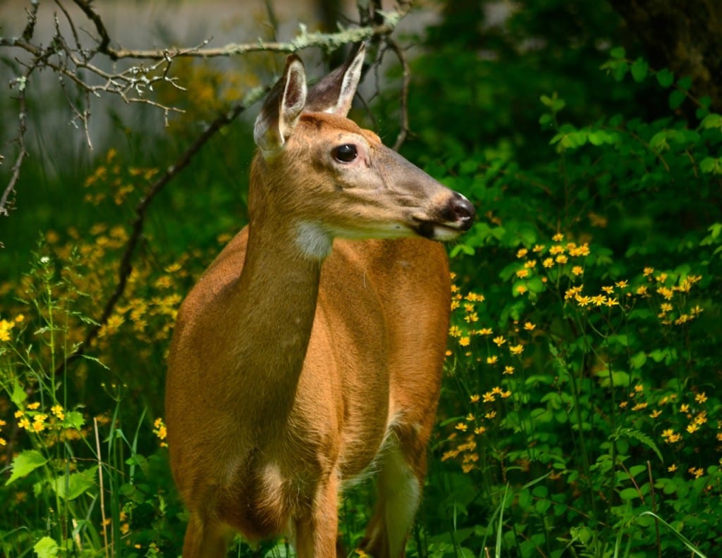 Shenandoah doe53015c 1024x792 - Oh Shenandoah in Spring: How the Fawns Escape the Bears