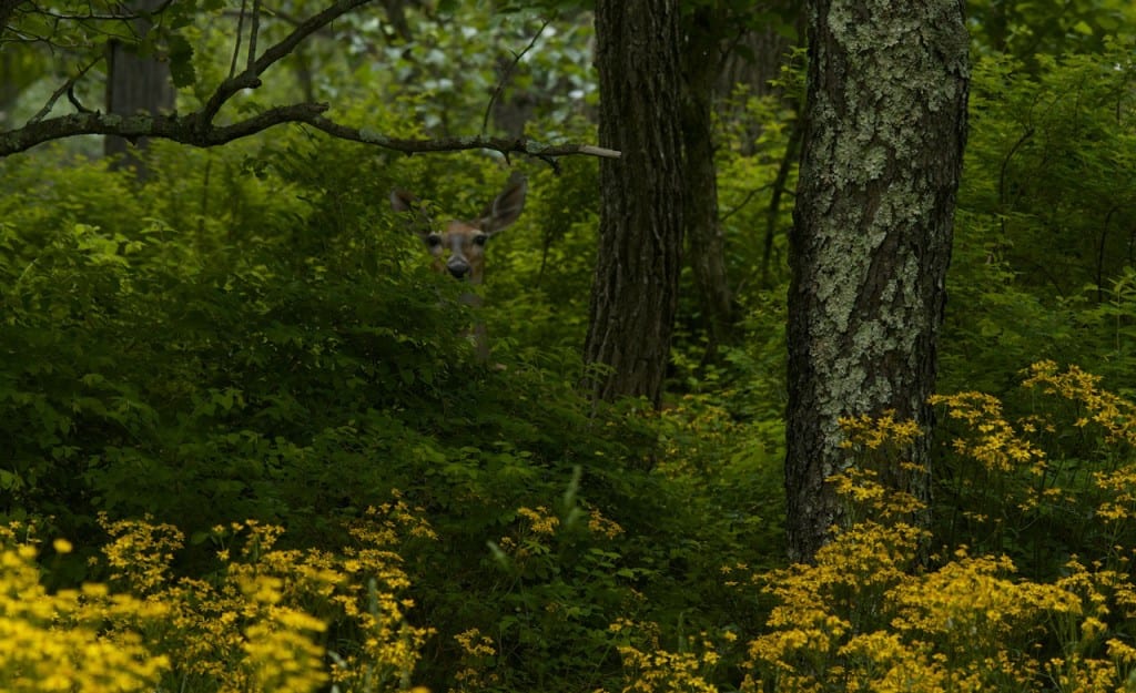 Shenandoah doe53015e 1024x625 - Oh Shenandoah in Spring: How the Fawns Escape the Bears