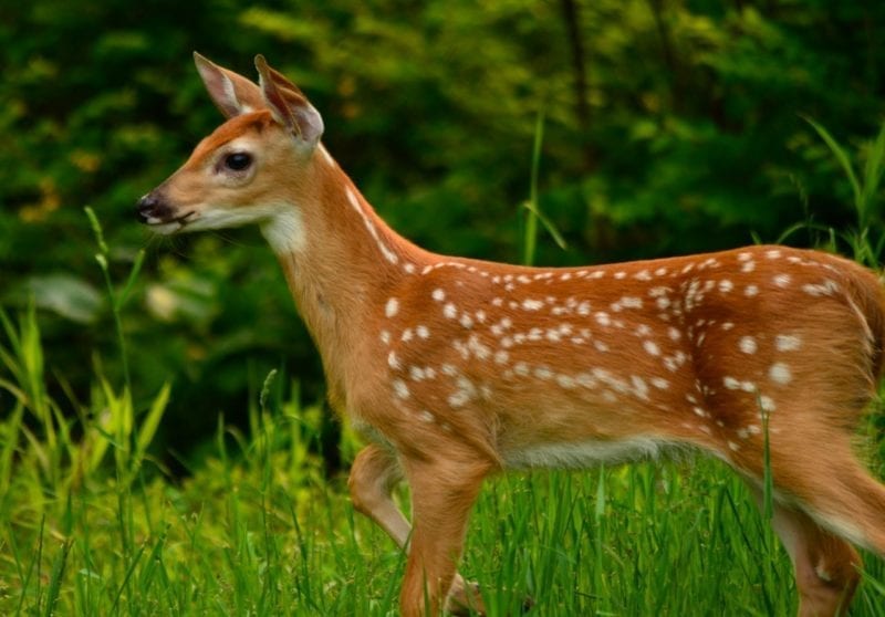 Oh Shenandoah in Spring: How the Fawns Escape the Bears | New American ...