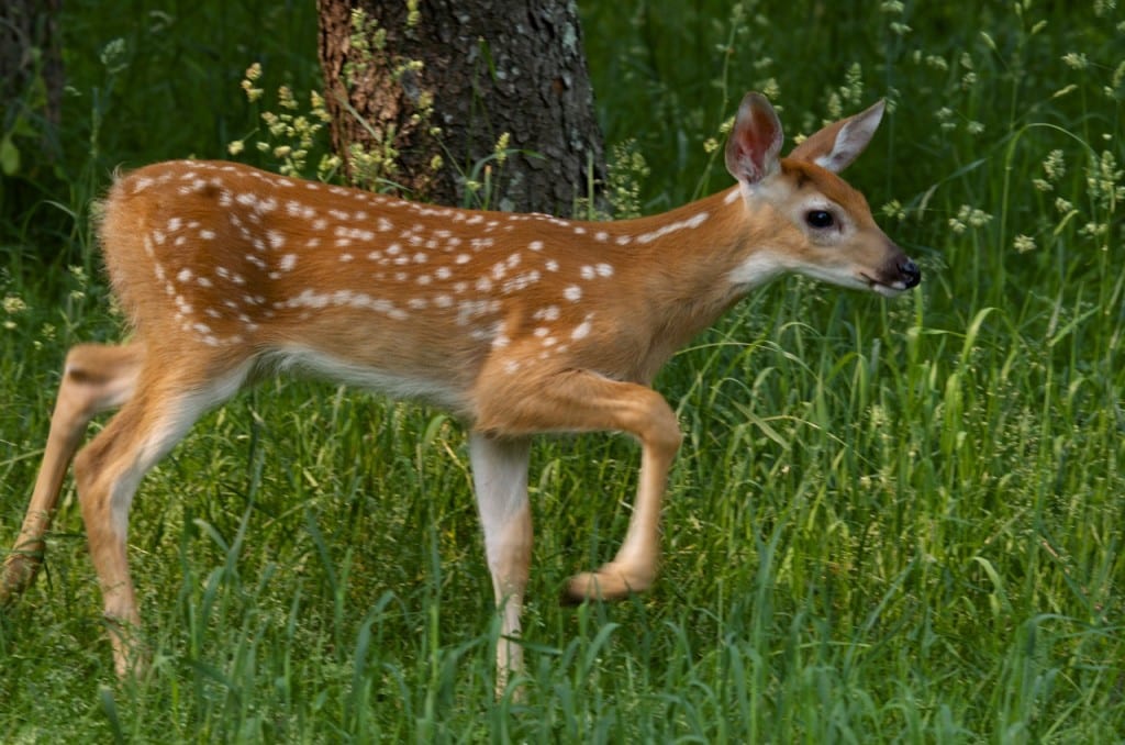 Shenandoah fawn1b 1024x678 - Oh Shenandoah in Spring: How the Fawns Escape the Bears