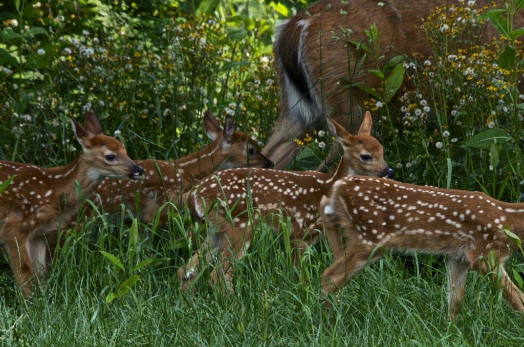 Shenandoah fawn1d 1024x678 - Oh Shenandoah in Spring: How the Fawns Escape the Bears