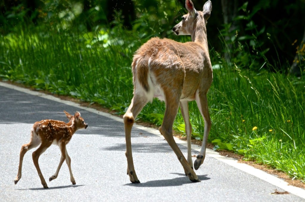 Shenandoah fawn1e 1024x678 - Oh Shenandoah in Spring: How the Fawns Escape the Bears