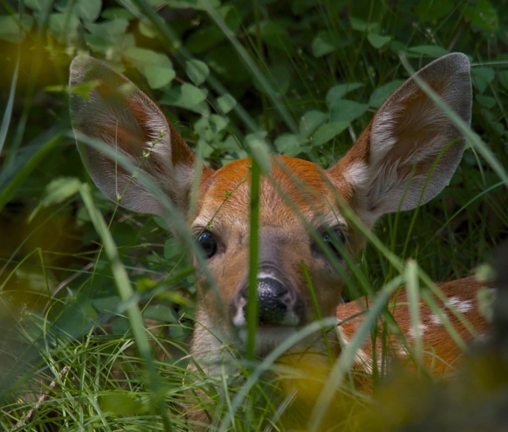 Shenandoah fawn1e1 1024x872 - Oh Shenandoah in Spring: How the Fawns Escape the Bears