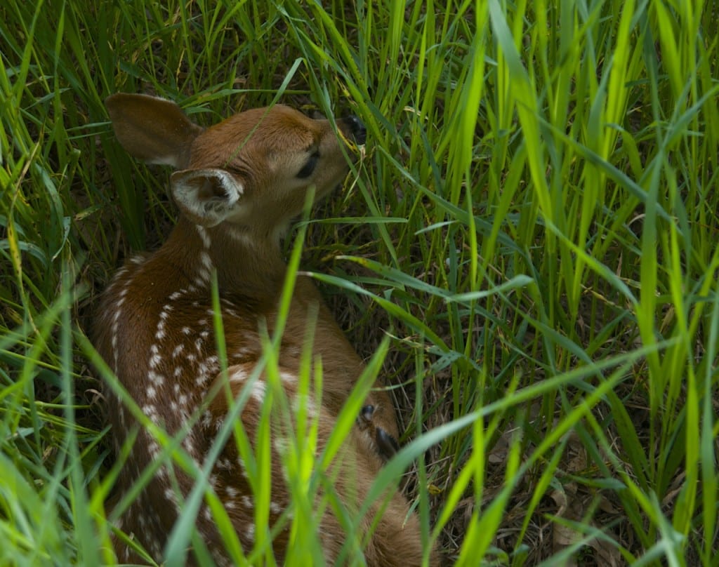 Shenandoah fawn53015a 1024x808 - Oh Shenandoah in Spring: How the Fawns Escape the Bears