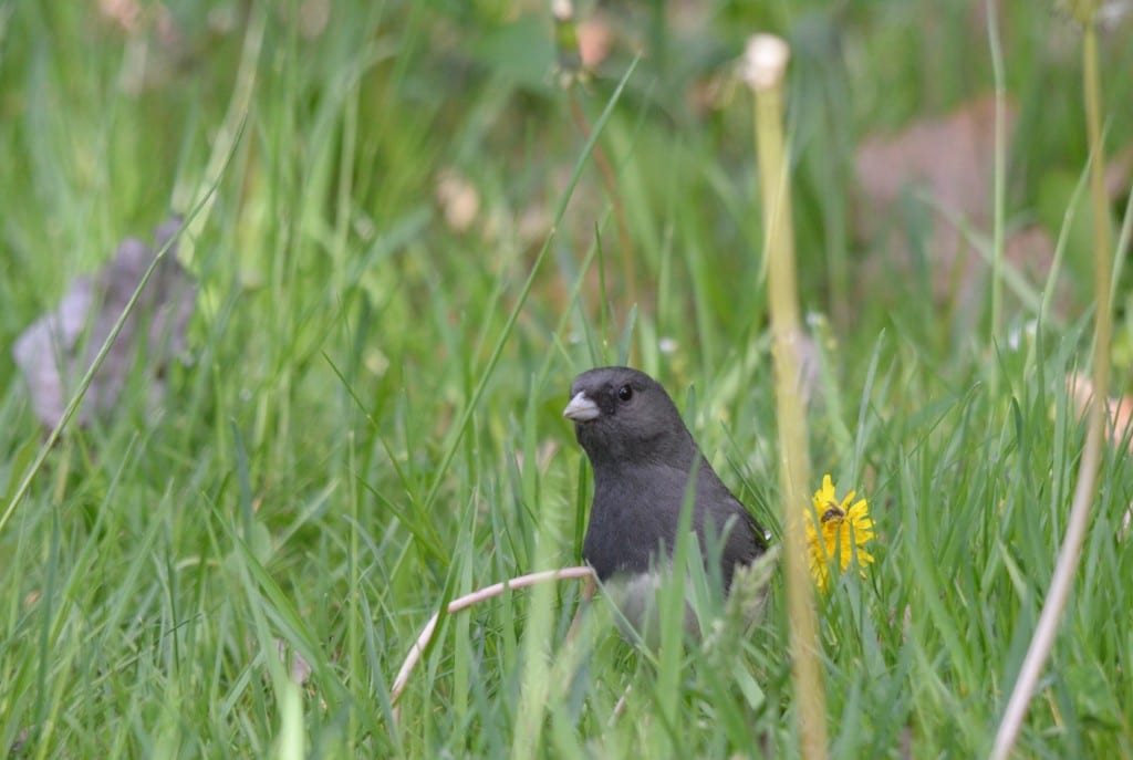 Shenandoah junco1a 1024x687 - National Park Service Suspends Entrance Fees So the Public Can Get Outdoors Away from Other People During Coronavirus Crisis