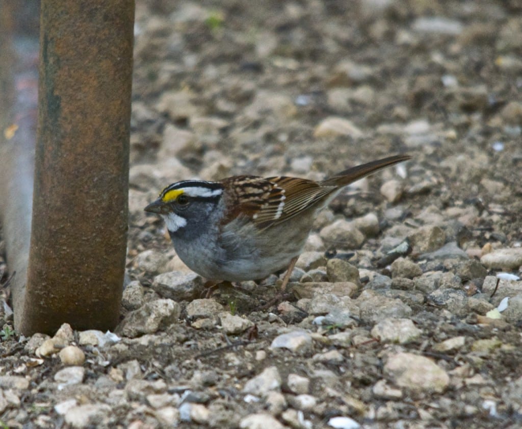 White throated sparrow1 1024x841 - Patapsco Valley State Park: An Urban Oasis
