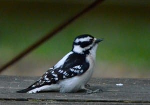 downy woodpecker1 300x211 - A downy woodpecker munching on food left on a picnic table in the Avalon Area of Patapsco State Park, by Lost Lake: Glynn Wilson