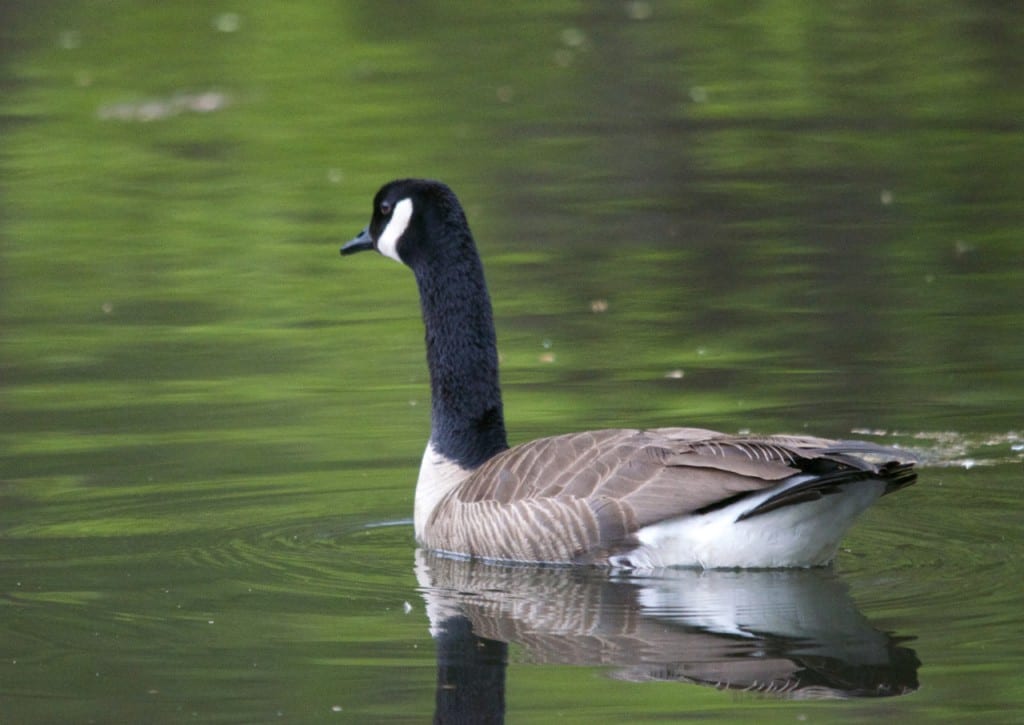 goose1 1024x725 - Patapsco Valley State Park: An Urban Oasis