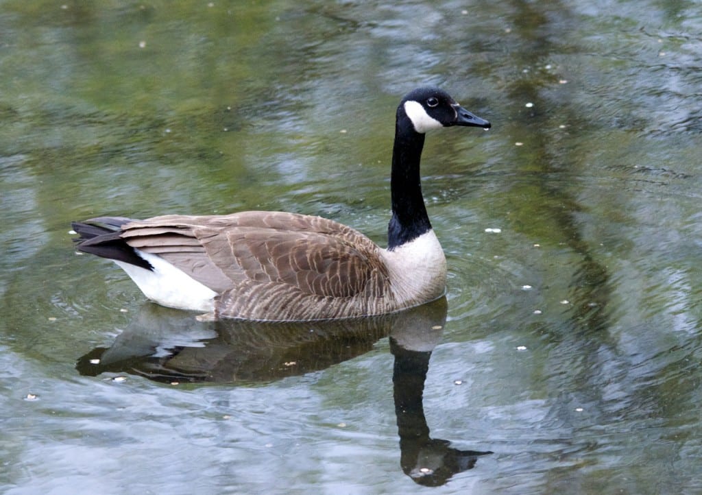 goose1b 1024x722 - Patapsco Valley State Park: An Urban Oasis