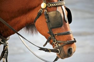 horse blinders 300x200 - IMG_4562
