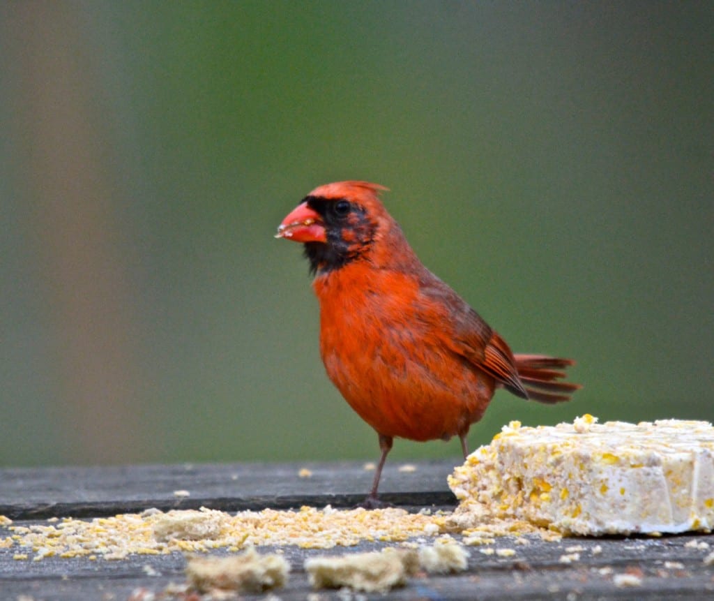 male cardinal1 1024x861 - Patapsco Valley State Park: An Urban Oasis