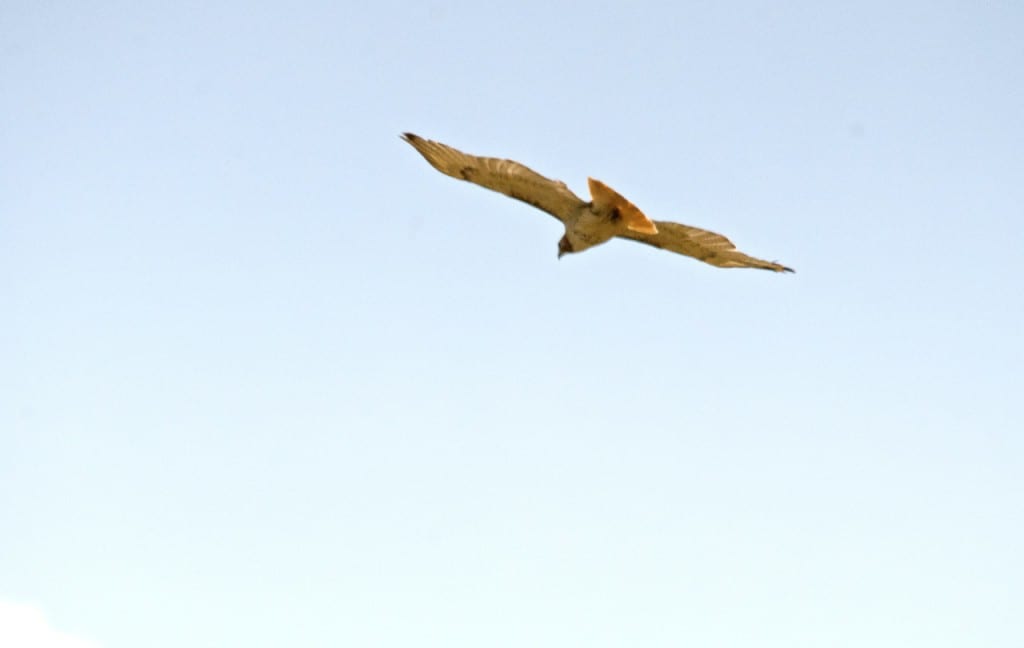 red tailed hawk1 1024x648 - Patapsco Valley State Park: An Urban Oasis