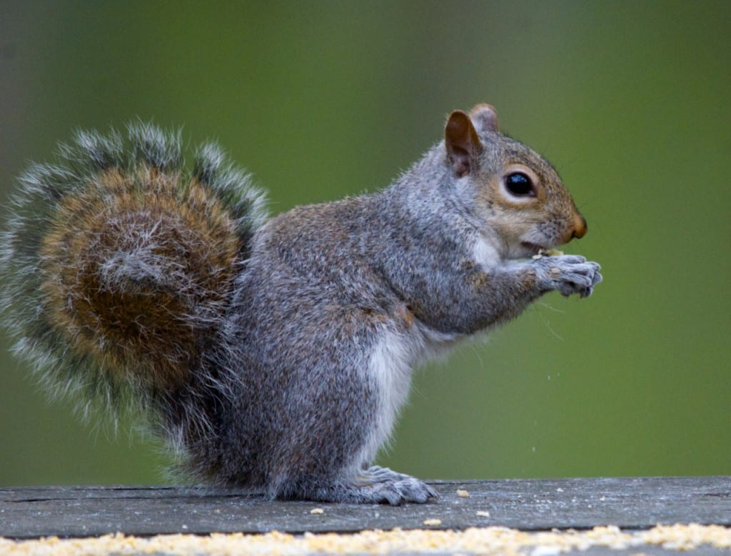 squirrel1b 1024x778 - Patapsco Valley State Park: An Urban Oasis