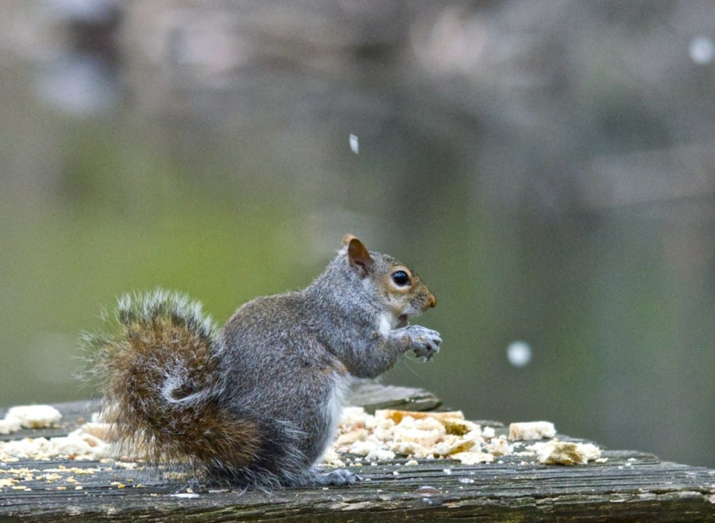 squirrell1 1024x749 - Patapsco Valley State Park: An Urban Oasis