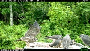 Shenandoah falcons quail2j 300x169 - Shenandoah-falcons-quail2j