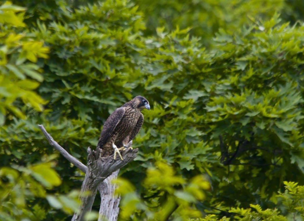 Shenandoah PeregrineFalcon1a 1024x746 - Legendary Peregrine Falcons Make Slow Comeback from DDT
