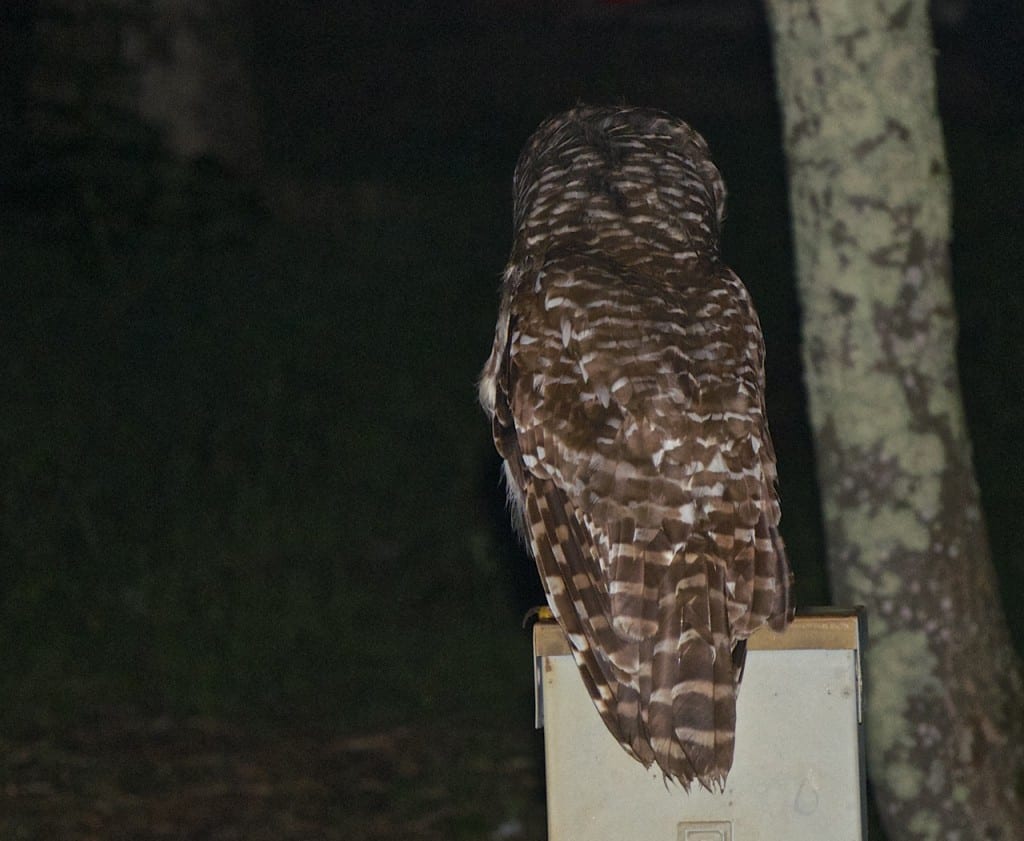 Shenandoah bard owl1a 1024x841 - Secret Vistas: A Spiritual Experience in Shenandoah