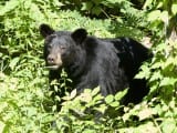 Shenandoah_black-bear1z.jpg