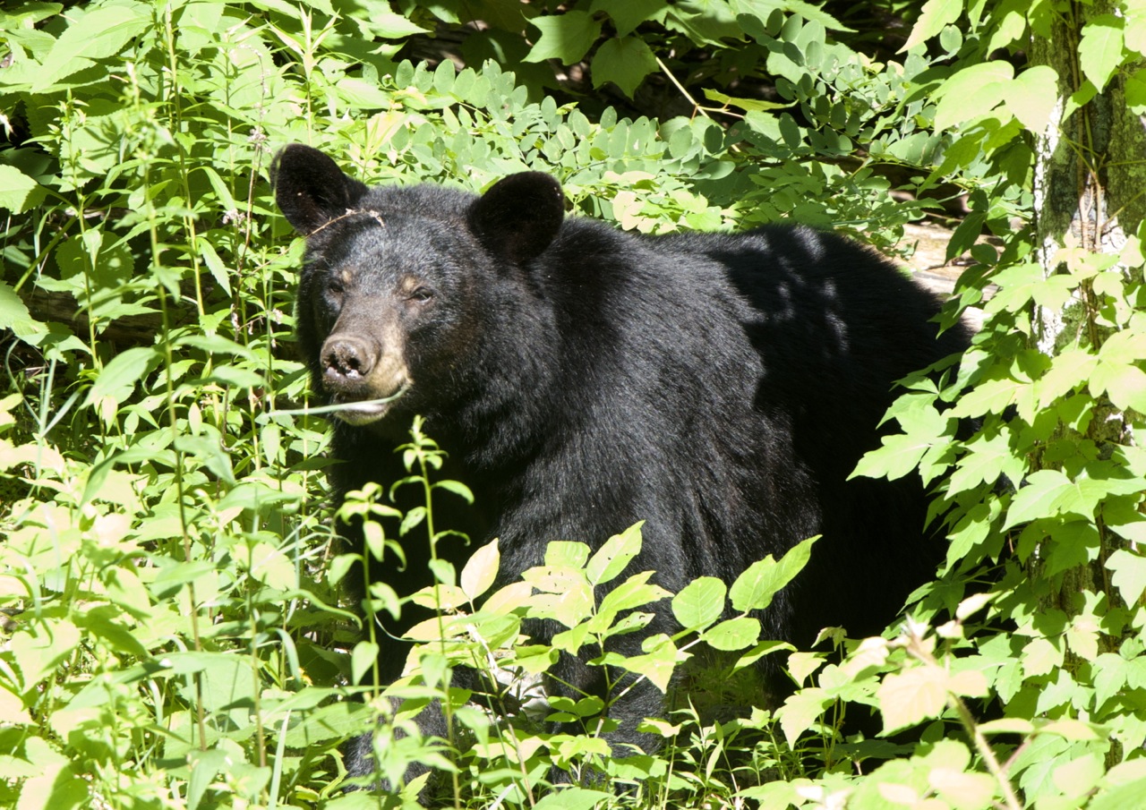 Shenandoah black bear1z - What the National Press and the Park Service Won’t Tell You on the 100th Anniversary of NPS