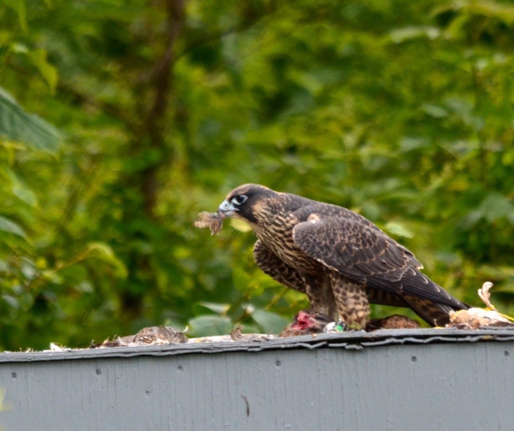 Shenandoah falcon quail1c 1024x858 - Legendary Peregrine Falcons Make Slow Comeback from DDT