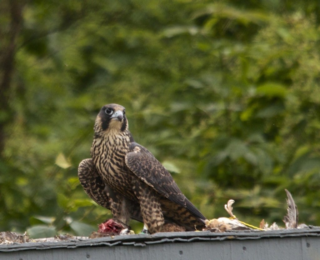 Shenandoah falcon quail1d 1024x832 - Legendary Peregrine Falcons Make Slow Comeback from DDT