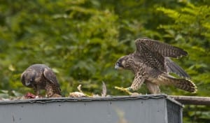 Shenandoah falcon quail1e 300x176 - Shenandoah_falcon-quail1e